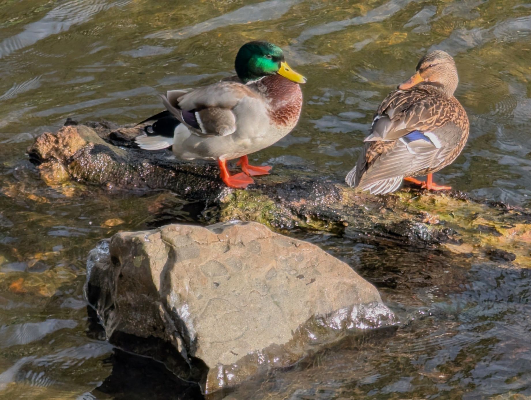 Duck