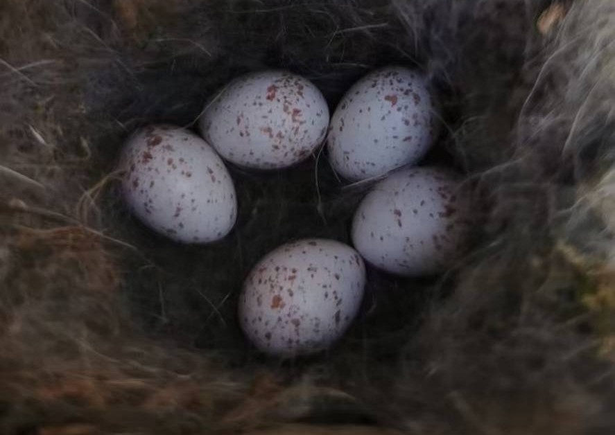 Eggs